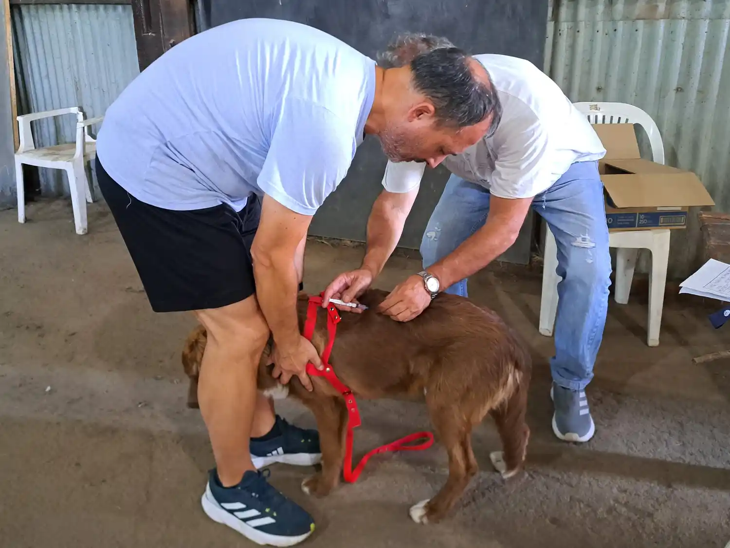 Salud animal como política de estado