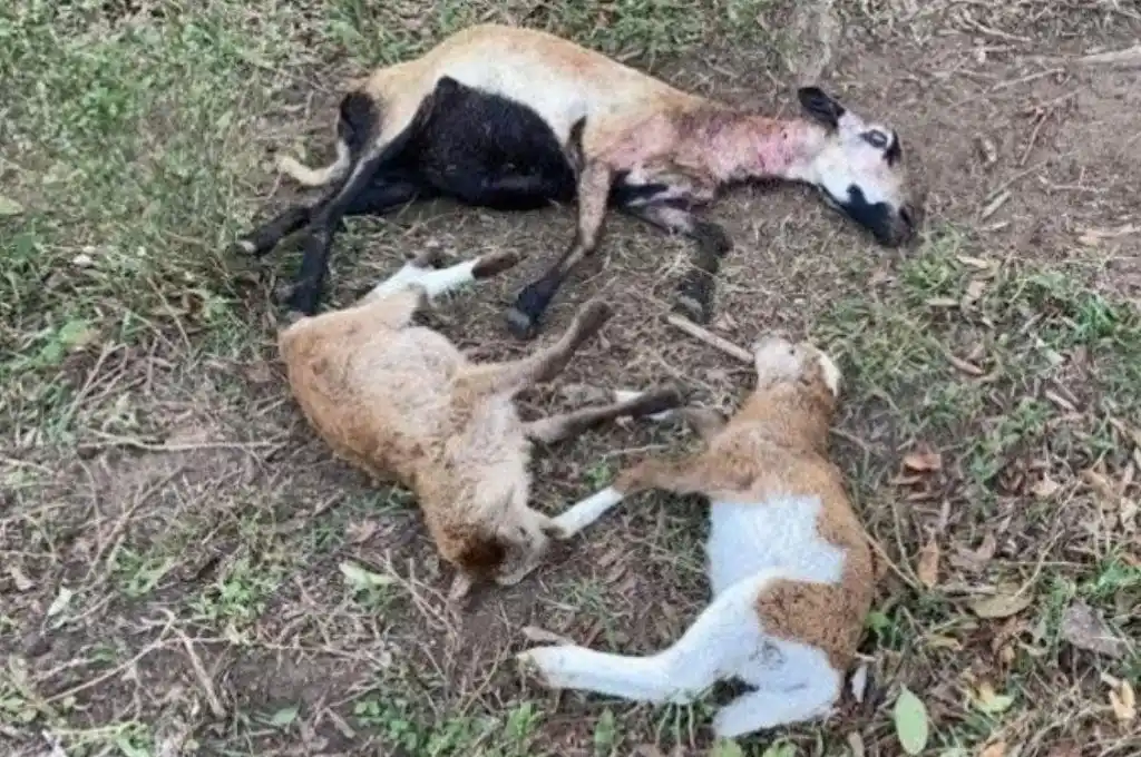 Denuncian que un misterioso ataque a ganado es obra del “chupacabras”