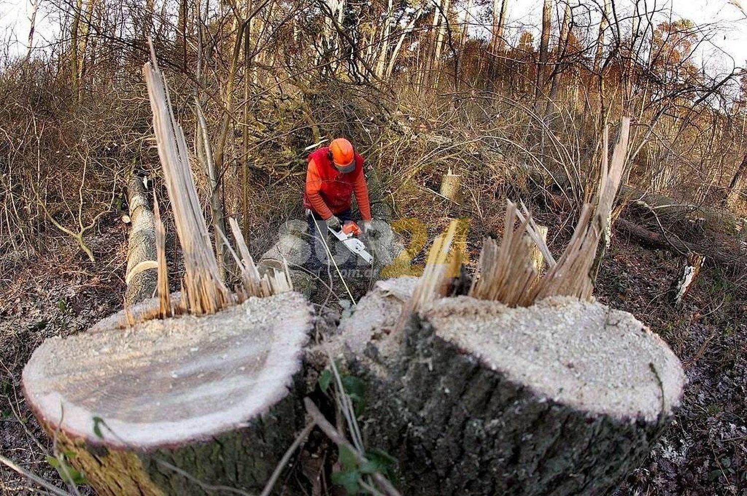 Pacto ambiental: Argentina firmó el compromiso global para frenar y revertir la deforestación