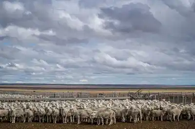 La carne ovina argentina consolida su presencia en Europa y vuelve a Chile