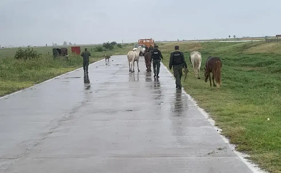 Chocó contra un caballo suelto en la Ruta Nacional 19 y la empresa del peaje deberá indemnizarlo