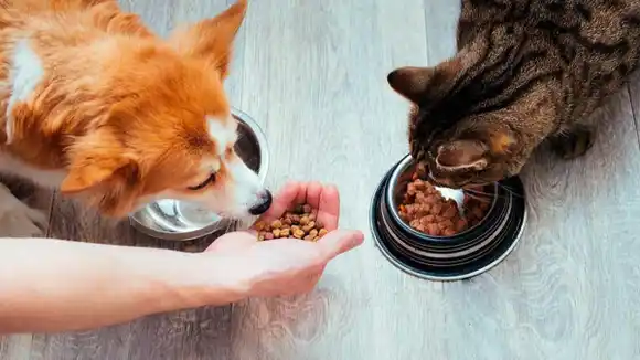 ¿Sabías que darle sobras de comida a las mascotas los puede enfermar?  
