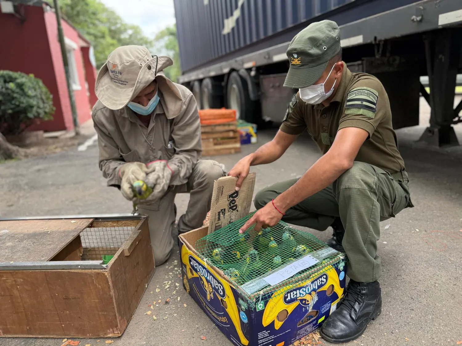 Tráfico ilegal de tortugas y loros habladores: decomisaron más de 500 animales silvestres en Ruta 34