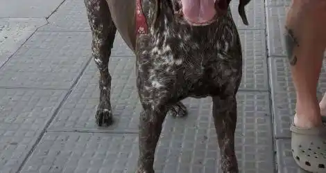 #SOLUCIONADO Perro encontrado