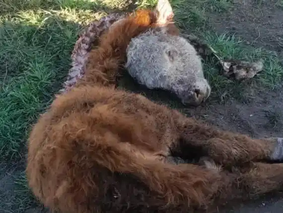 Larroque: alarma por ataques de jaurías y reclamo de una ley para actuar con rapidez