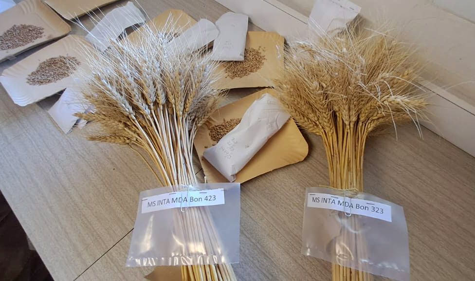 Desde hace 102 años desarrollando el cultivo de trigo