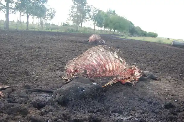 Carnearon y despostaron a dos novillos