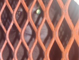Rescataron un puma que estaba en el patio de una casa en una localidad al sur de la provincia.