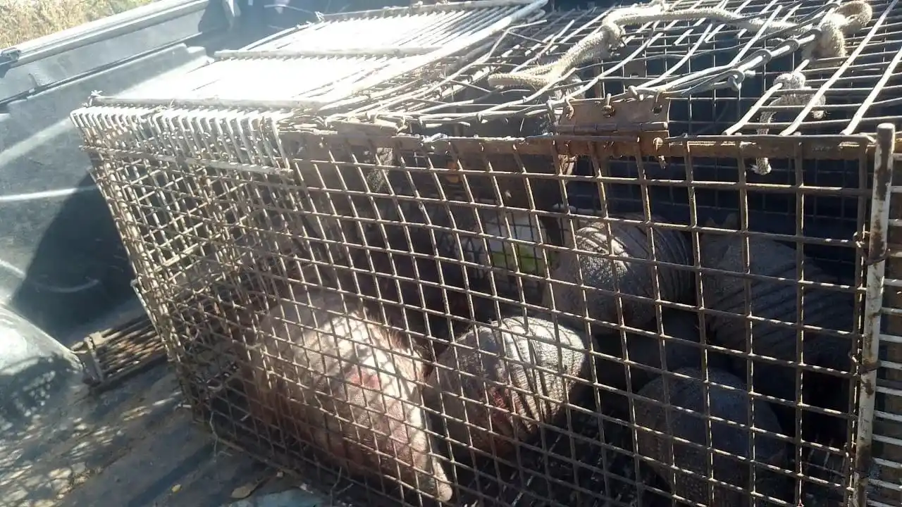 Tres venadenses detenidos por cazar peludos en Córdoba