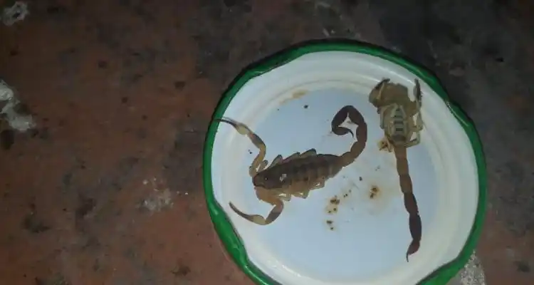 Aparecieron seis alacranes venenosos en dos puntos de la ciudad