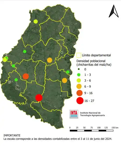 Maíz: hablemos de la “chicharrita”