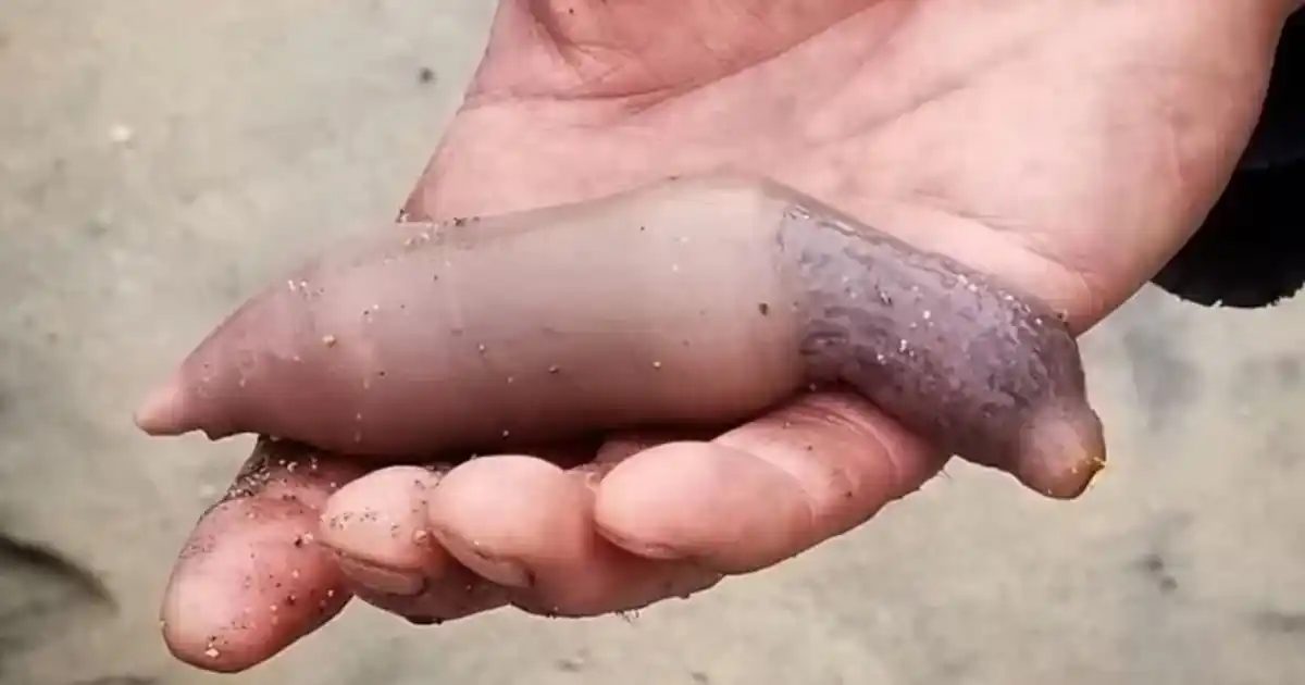 El "pez pene".