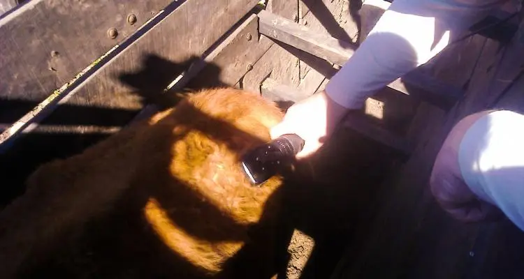 Robo de ganado: Todavía hay 19 animales “confiscados” en un campo