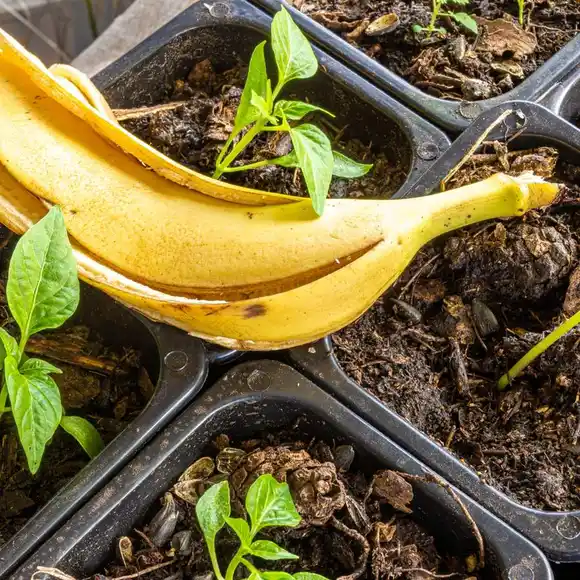 No las tires: el truco con cáscaras de banana que mejora el crecimiento de tus plantas
