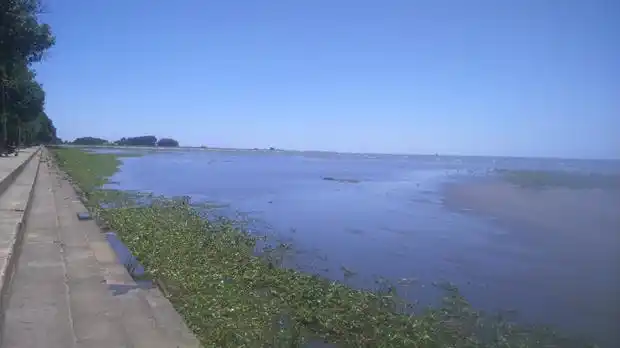 Alerta por culebras, yararás y nutrias en la ribera de Quilmes 