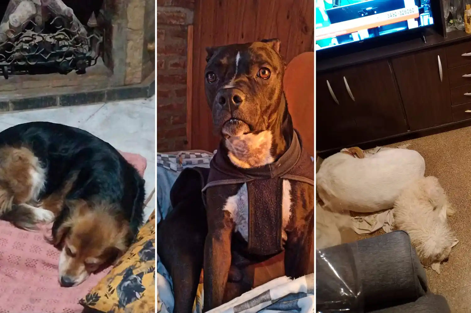 Fotos de oyentes de radio rafaela perros mascotas abrigadas frio - 5