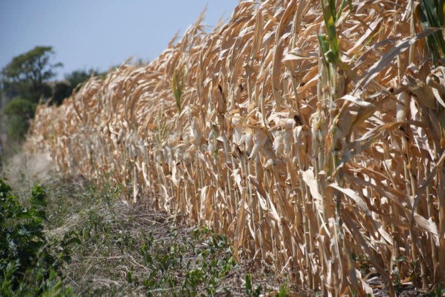 Emergencia Agropecuaria 2022: cómo acceder a los beneficios