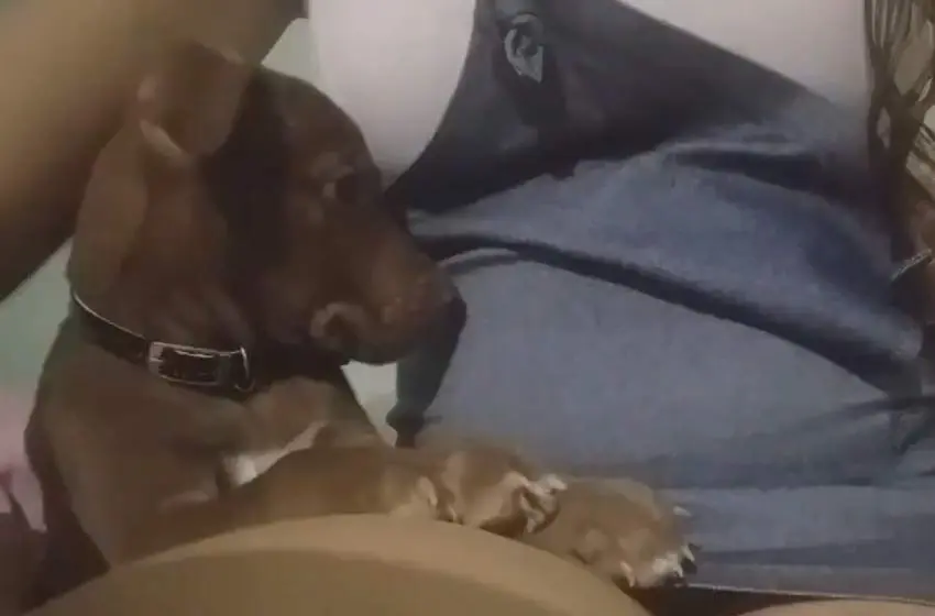 Ternura en las redes: se viralizó un video de un perro que se da cuenta que su dueña está embarazada
