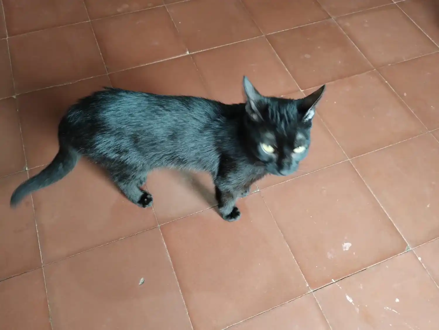 Gatito en adopción