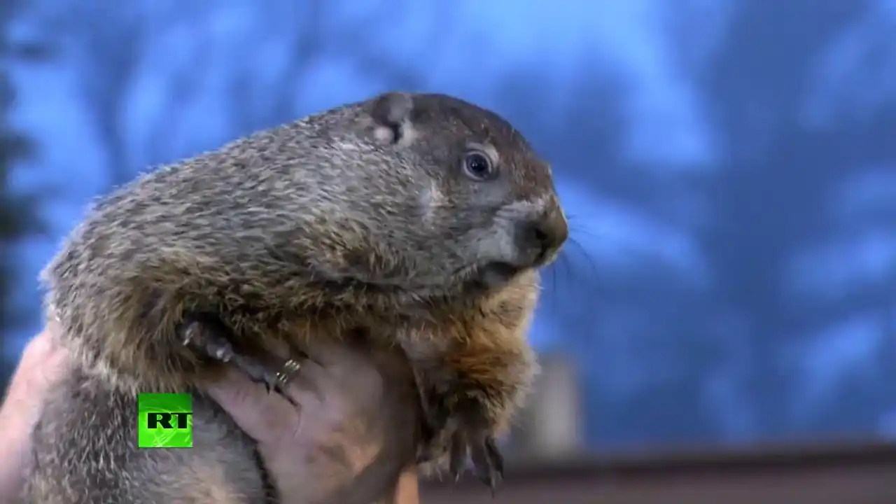 2 de febrero: El día de la marmota