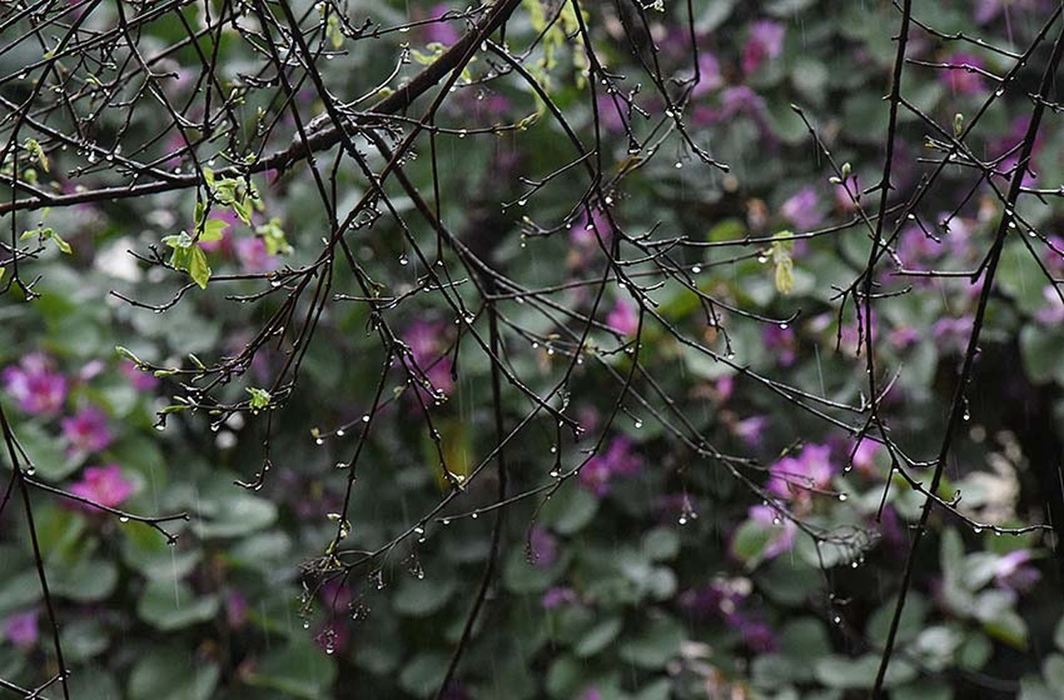 Un domingo soleado que podría recibir lluvias durante la noche