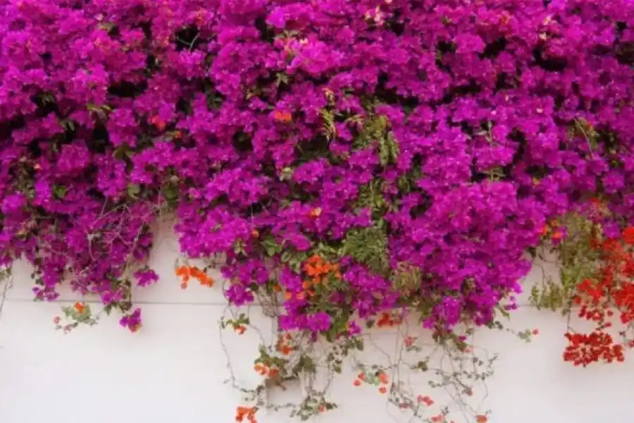 Santa Rita: mitos y verdades de la planta