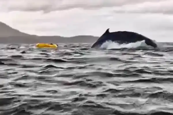 ¡Lo tragó una ballena! Estaba haciendo packrafting y se llevó el susto de su vida