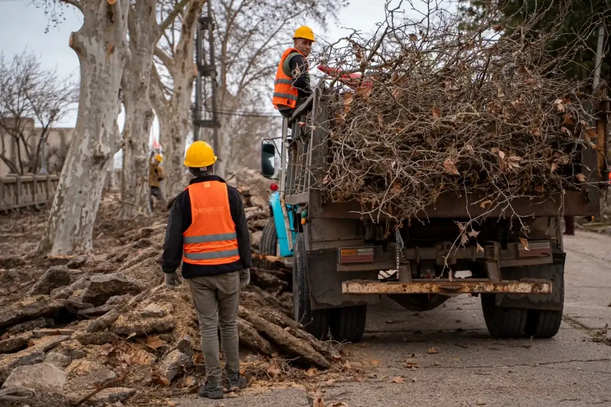 Finalizaron los trabajos de poda en más de 750 árboles de la Costanera y el centro de la ciudad