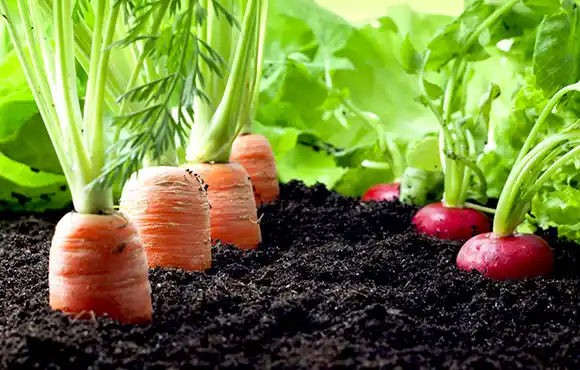 Realizan un encuentro por la salud de la tierra, los suelos y alimentos para un pueblo sano