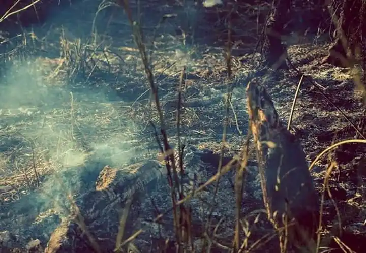 Incendios forestales: promulgaron la ley de Manejo del Fuego