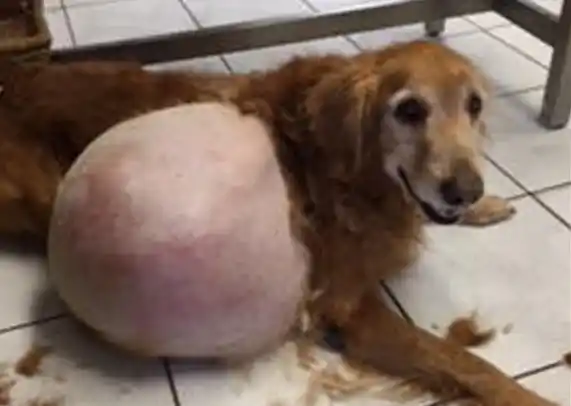 Abandonó a su perro con un tumor de 19 kilos y la imputaron por crueldad animal