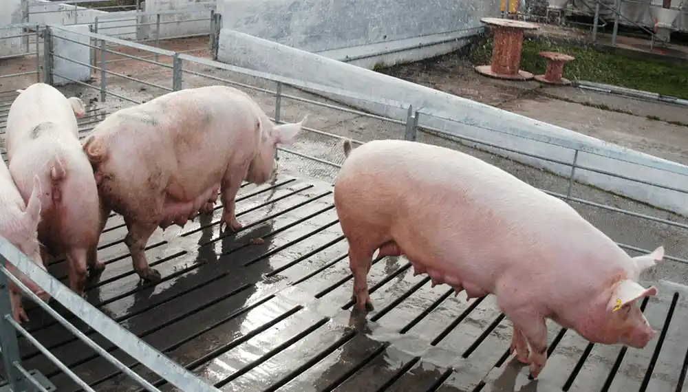 Por un conflicto comercial, los productores porcinos argentinos podrían volver a China