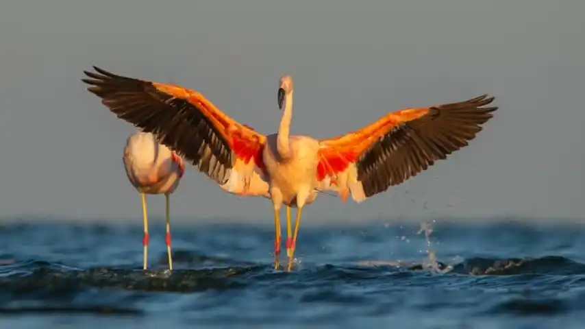 Las excursiones para realizar avistaje de flamencos y las otras aves son una de las más solicitadas por los turistas. (FOTO: Gentileza Secretaría de Turismo de Miramar)