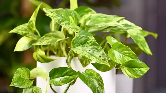 NASA recomienda el potus como planta de interior capaz de filtrar sustancias cancerígenas