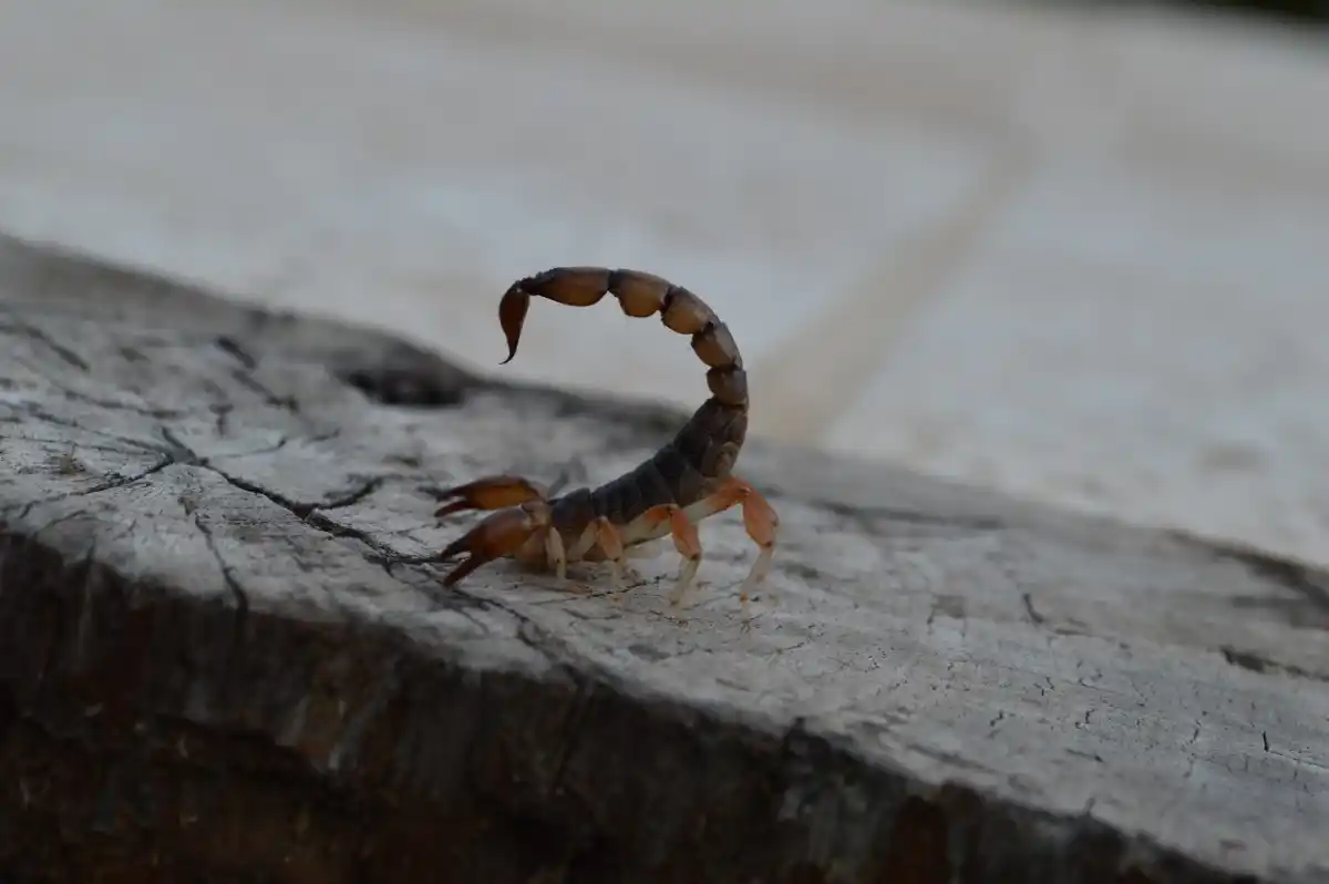 Recomendaciones ante la aparición de alacranes