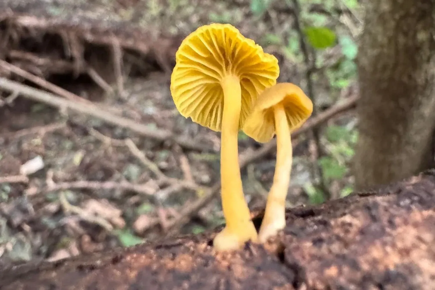 Hongos