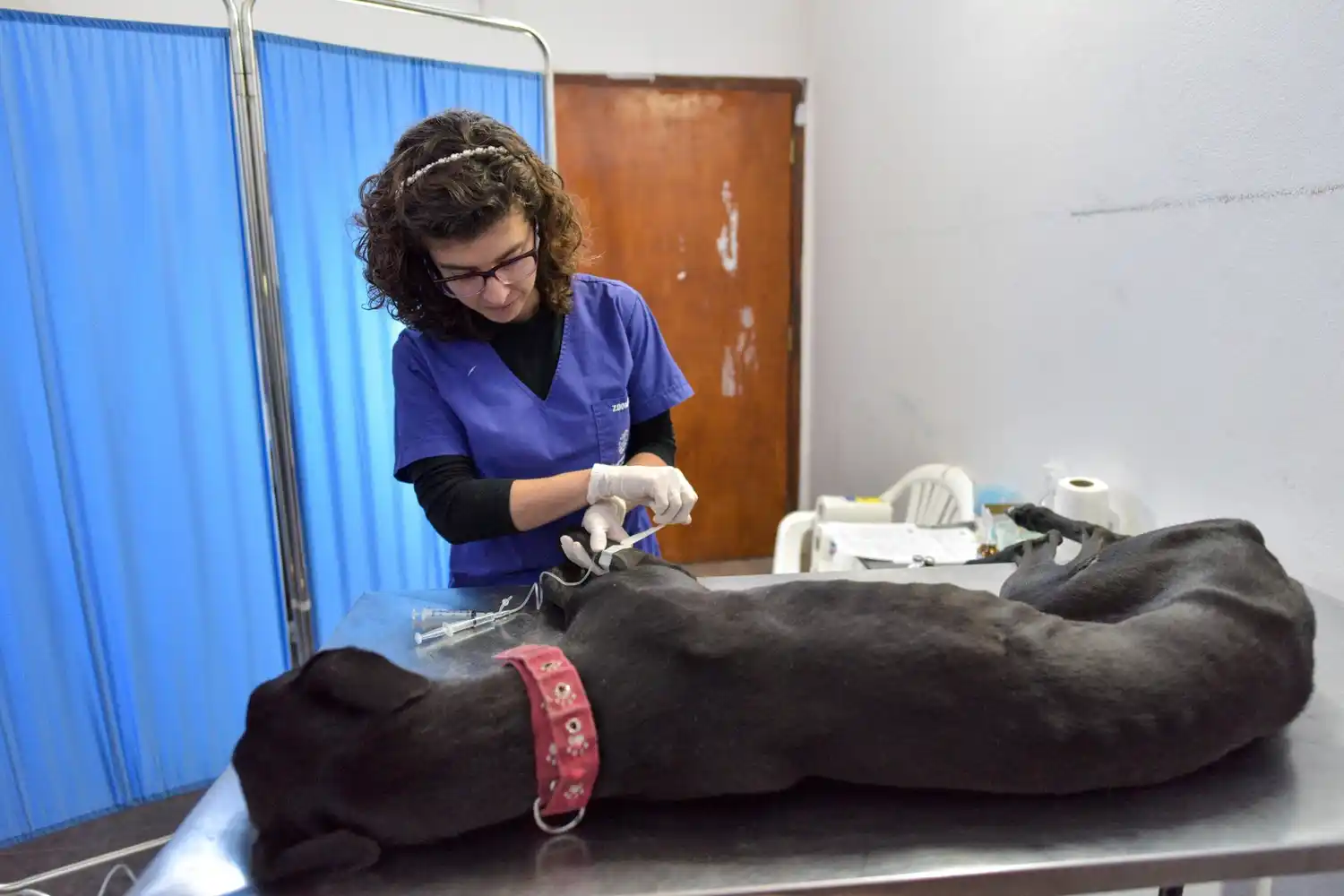 Los coordinadores destacaron que no se vacunarán hembras preñadas, en lactancia, ni animales enfermos o convalecientes.