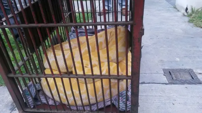 Una pitón de más de 3 metros vivía con una familia en Pablo Podestá