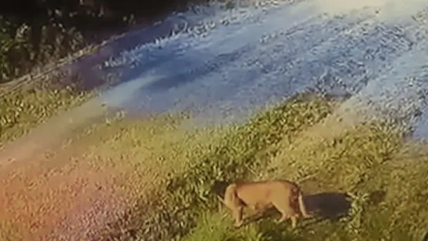 Alerta en country de Pilar por un puma suelto
