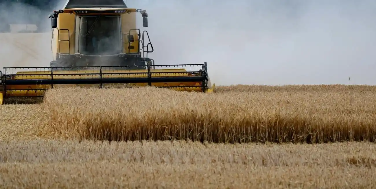 Campo trigo