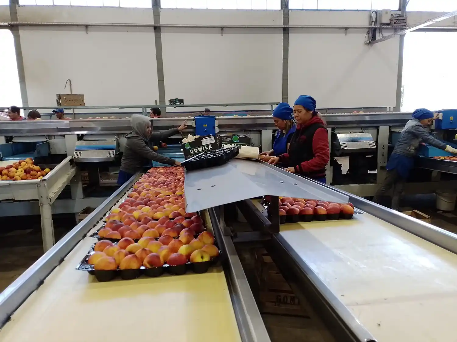 Trabajadores de galpones de empaque, en plena tarea con duraznos. Foto: Archivo La Opinión.