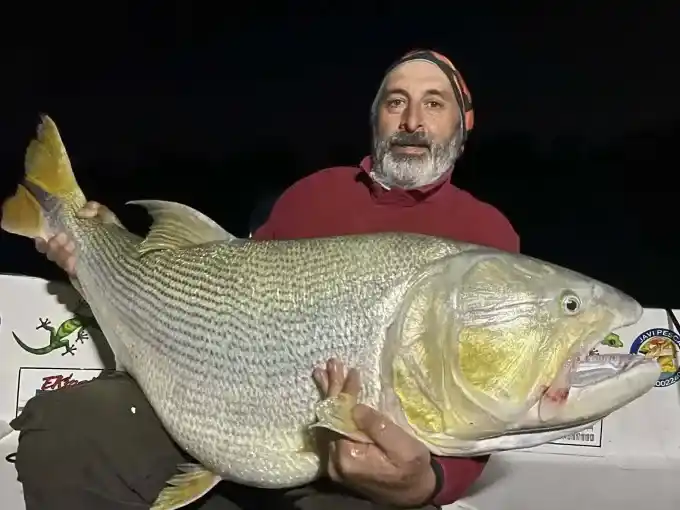 Turistas tucumanos pescaron un dorado de casi 30 kilos en el río Paraná