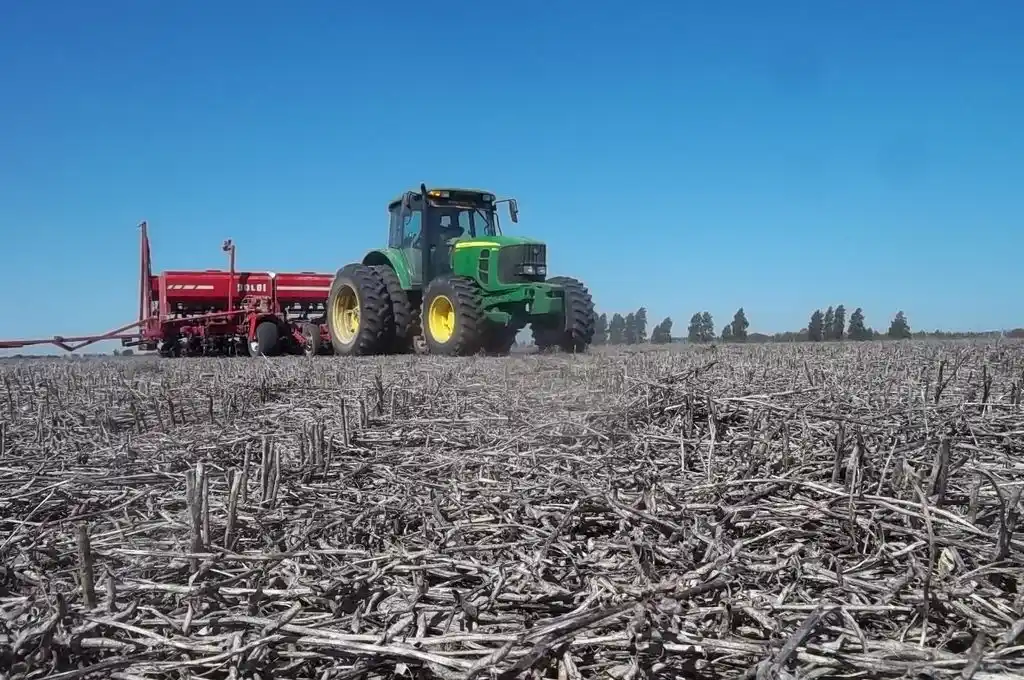 Inicia la Siembra de Girasol
