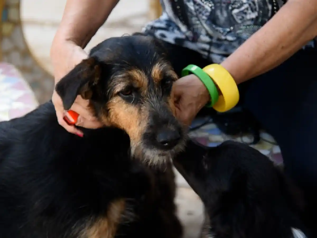Día del Animal: del  maltrato y el abandono a  una nueva oportunidad