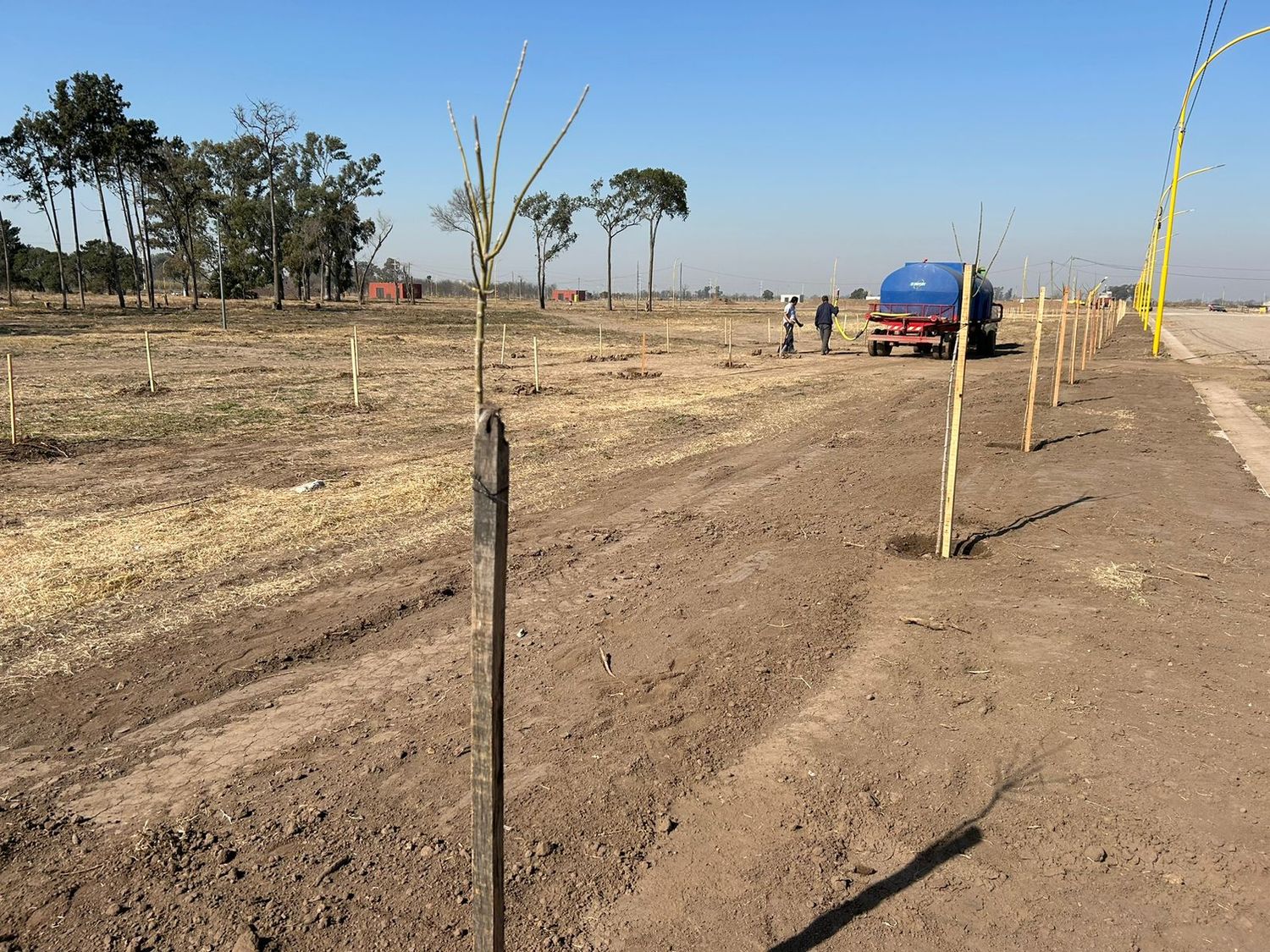 Se plantaron especies como algarrobos, chañares y espinillos.