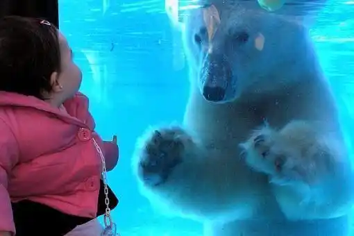 Por el calor, murió el oso polar del zoológico de Buenos Aires 