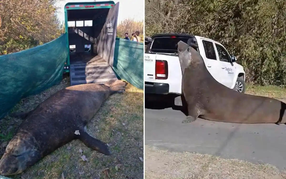El elefante marino que había generado sorpresa en Ensenada fue finalmente devuelto al mar este miércoles.