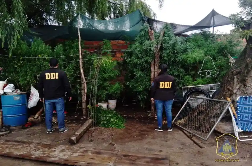 Desbaratan a banda que robaba con uniformes de policía y secuestran plantas de marihuana