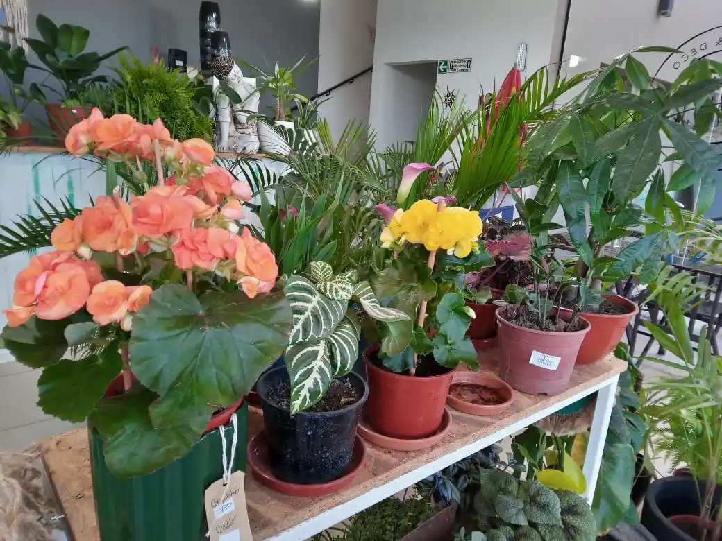 Las 10 plantas que no pueden faltar para el regalo del Día de la Madre