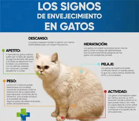 Cambios graduales en la energía, el apetito y la movilidad pueden indicar el inicio de la vejez en perros y gatos - 1